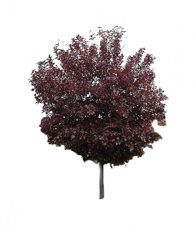 Czeremcha wirginijska 'Shubert' DUŻE SADZONKI 250-300 cm, obwód 8-10 cm (Prunus virginiana)